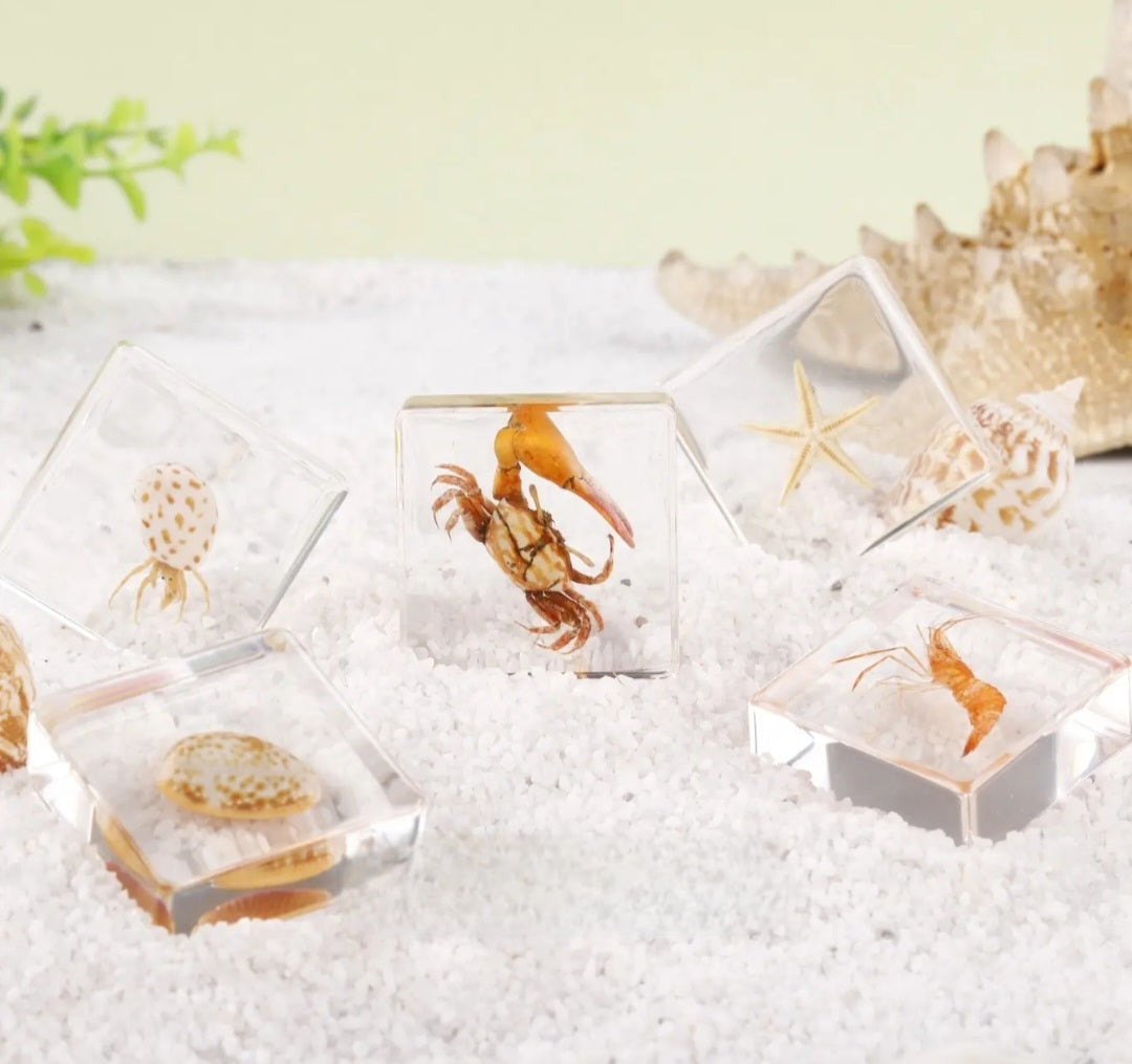 Real Specimens Discovery Sets