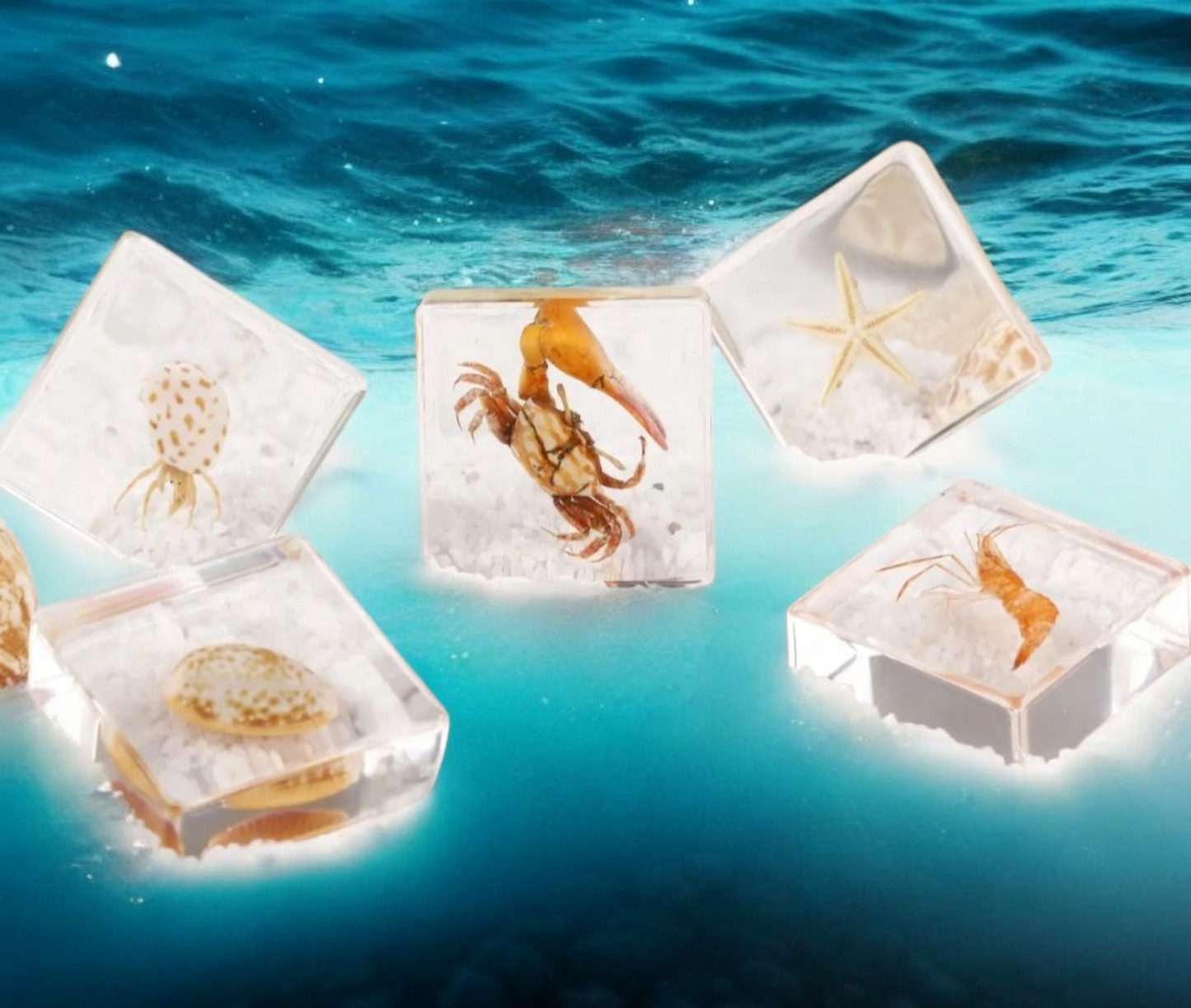Real Specimens Discovery Sets