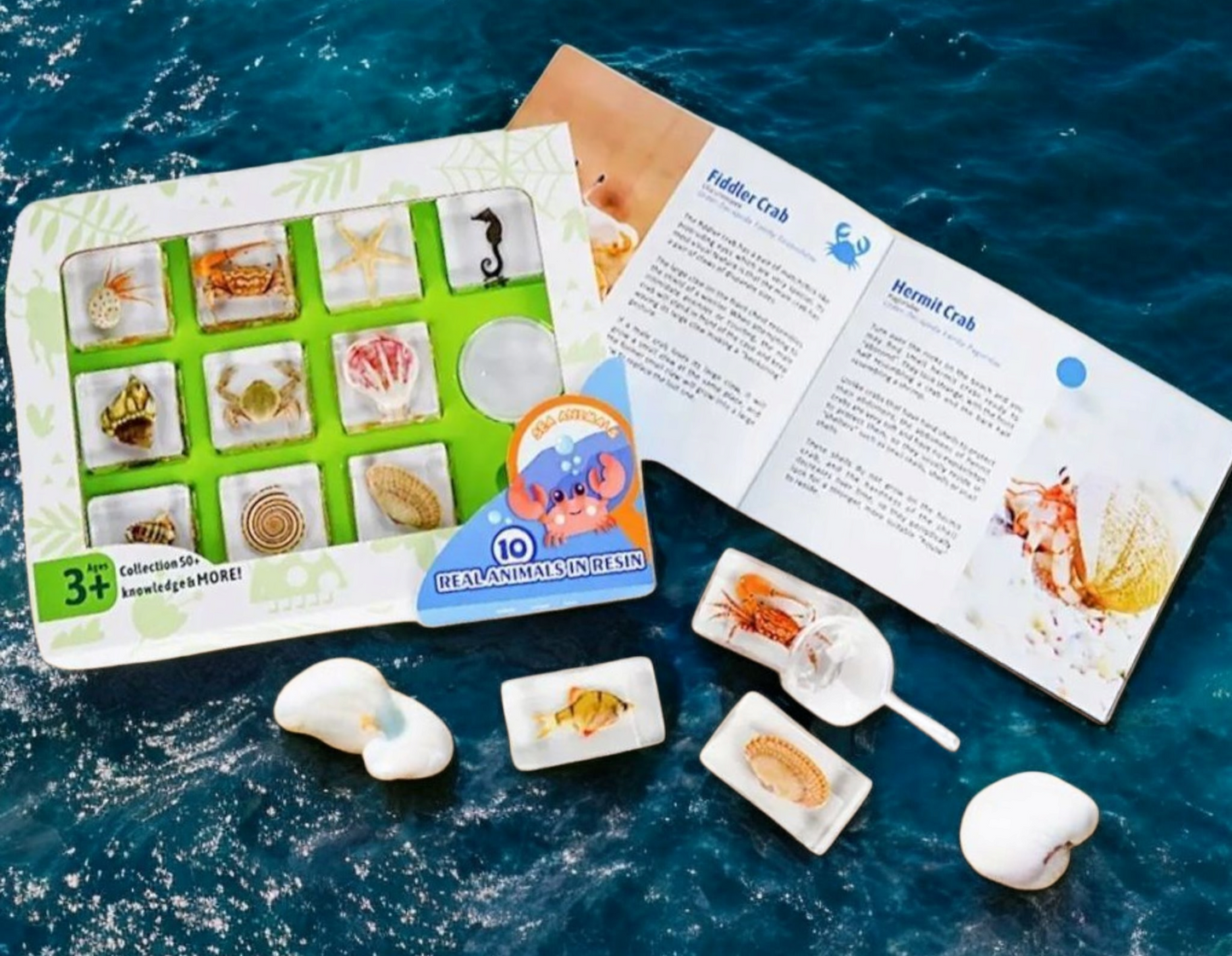 Real Specimens Discovery Sets