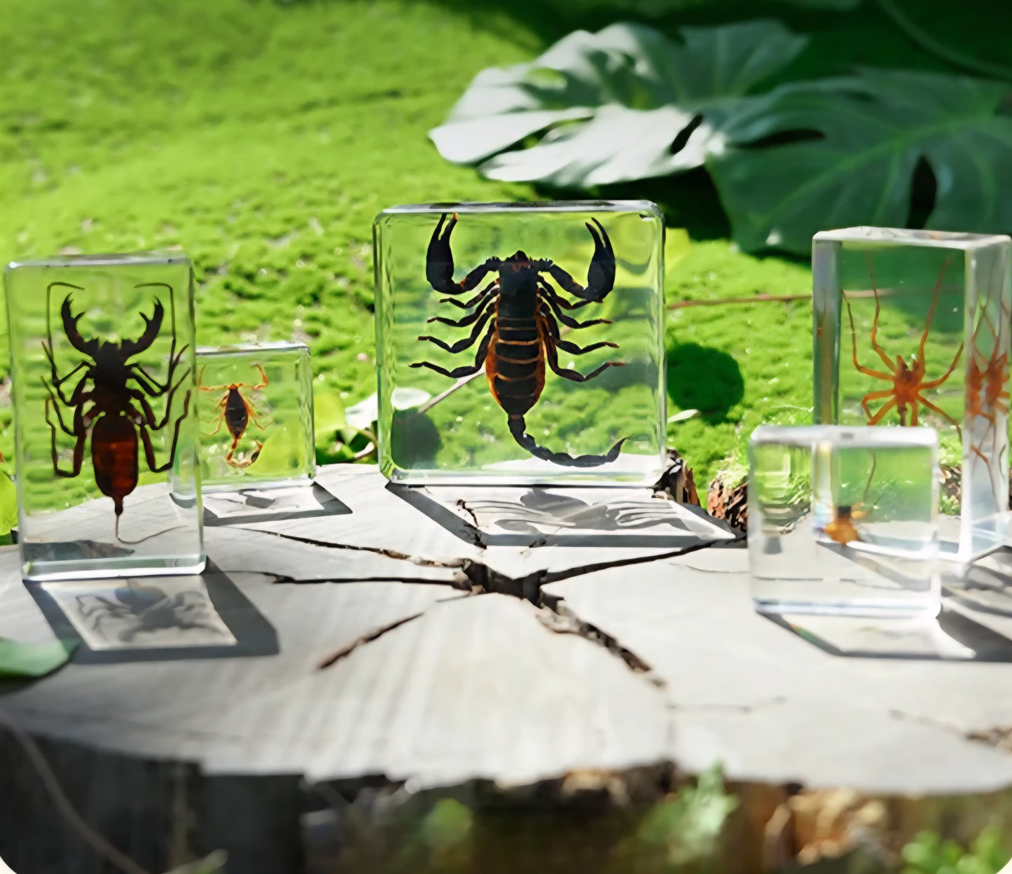 Real Specimens Discovery Sets