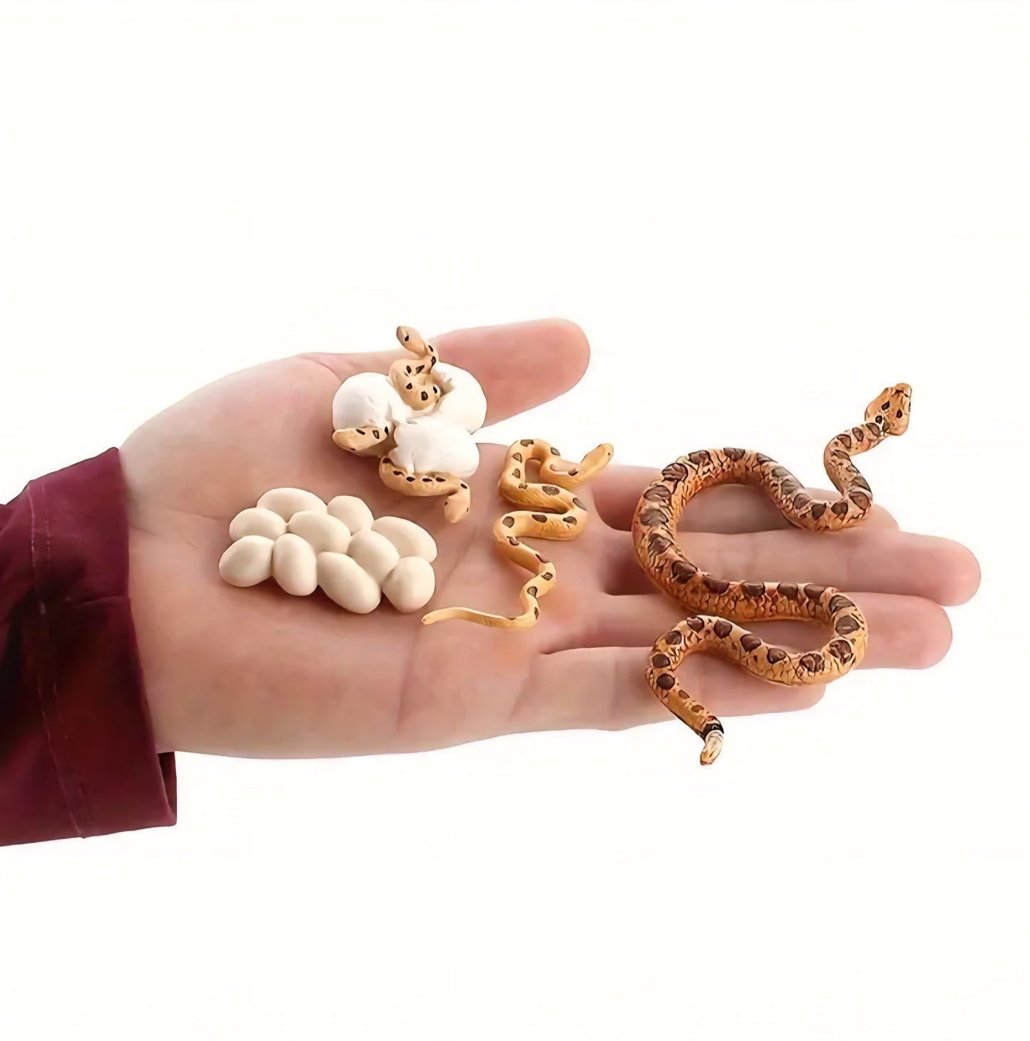 Life Cycle Figurine Sets