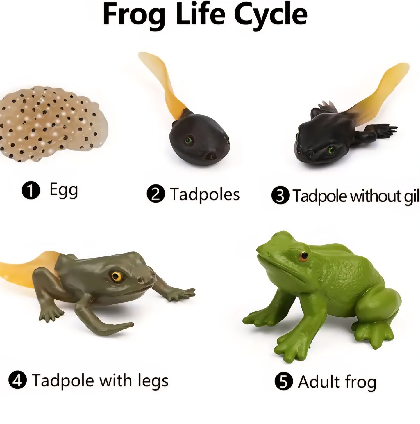 Life Cycle Figurine Sets