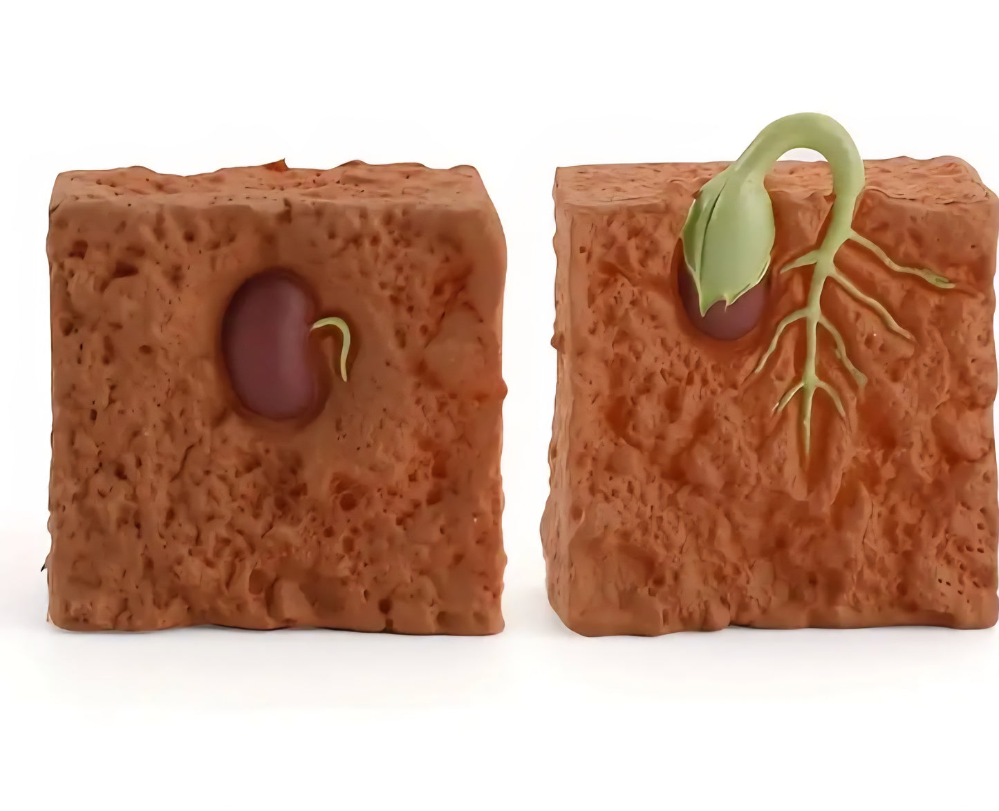 Life Cycle Figurine Sets