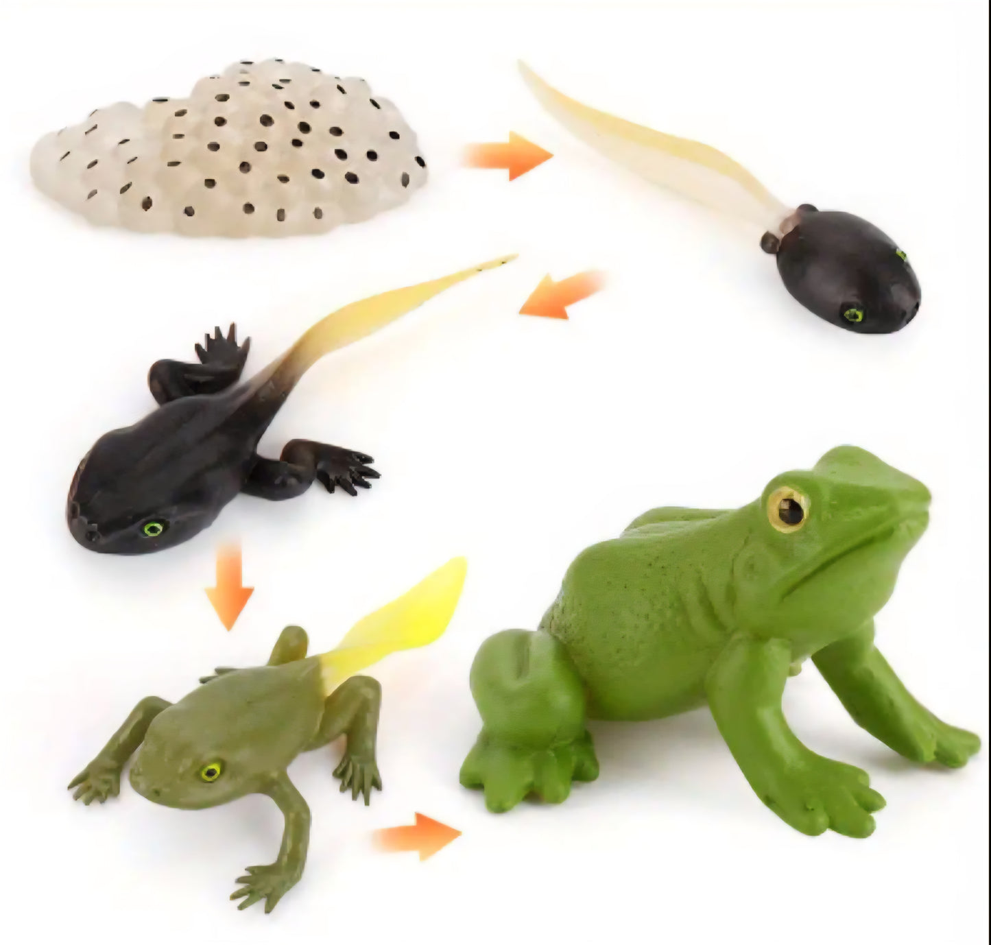Life Cycle Figurine Sets
