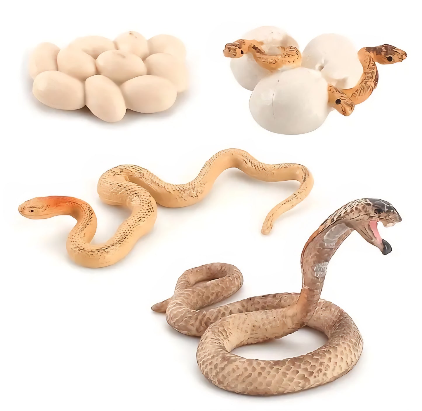Life Cycle Figurine Sets