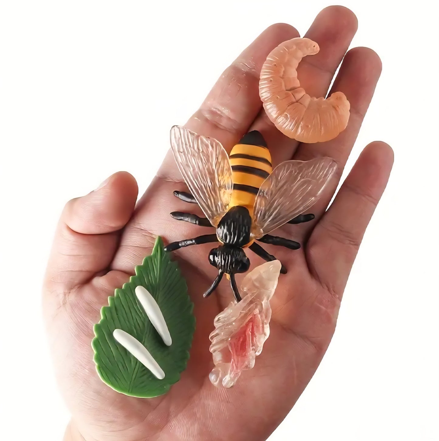 Life Cycle Figurine Sets