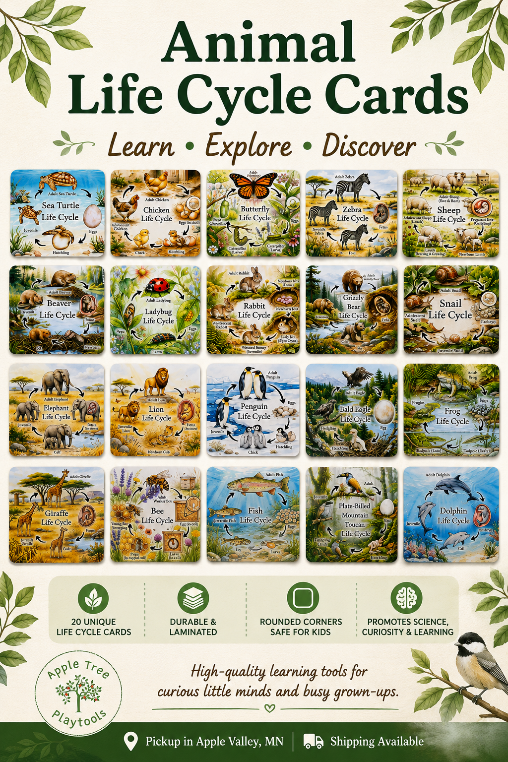 Beautiful Animal Life Cycle Cards | Nature & Science Learning Set