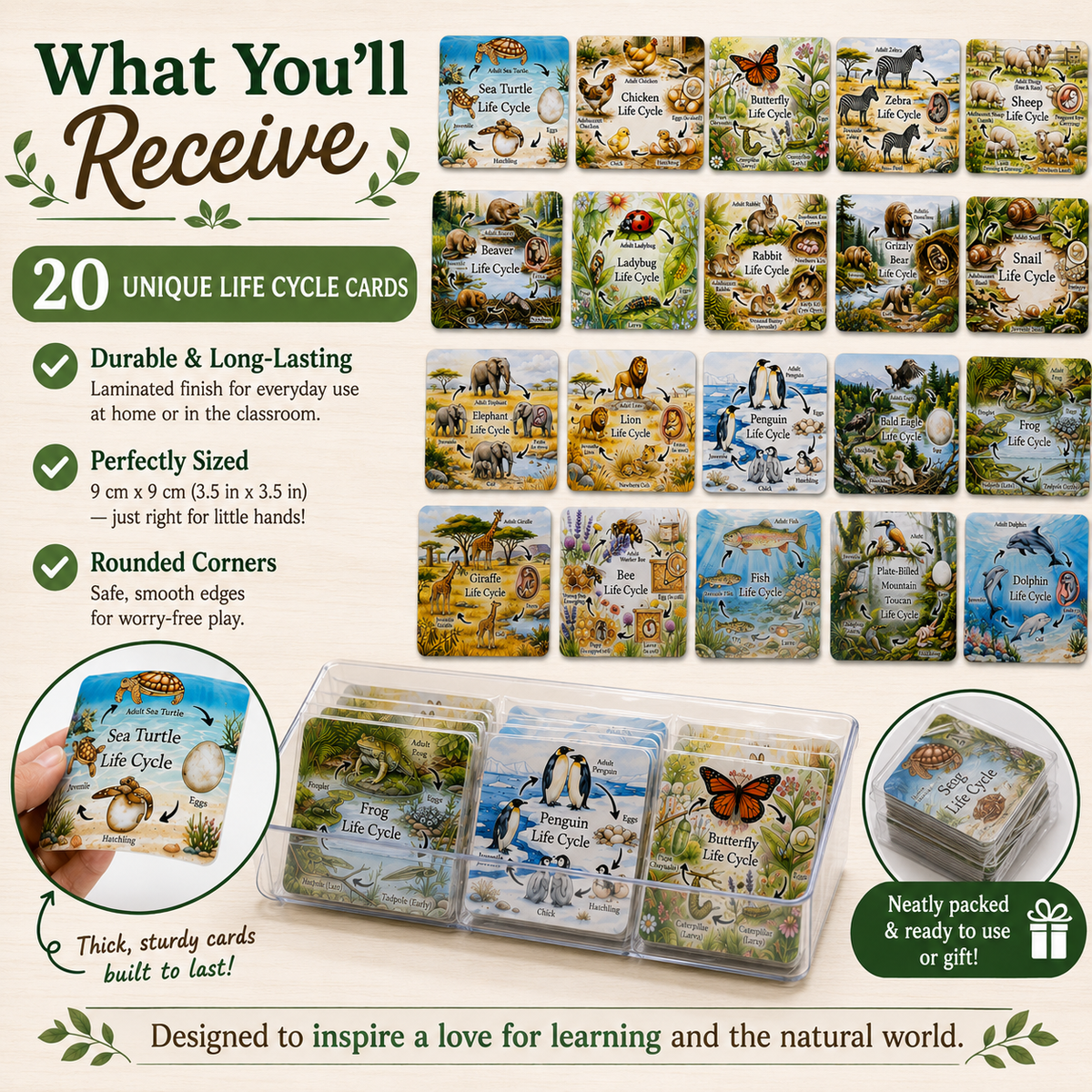 Beautiful Animal Life Cycle Cards | Nature & Science Learning Set