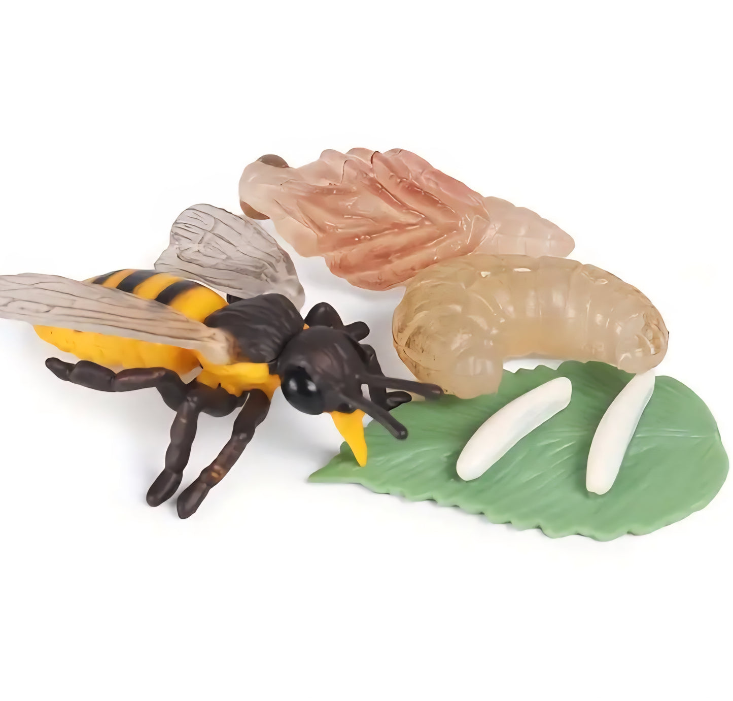 Life Cycle Figurine Sets