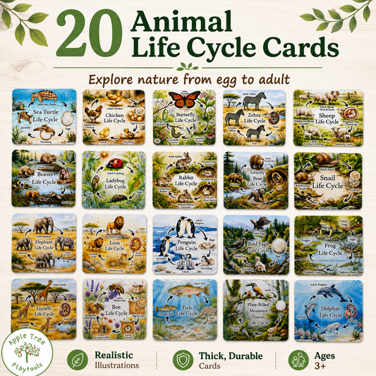 Beautiful Animal Life Cycle Cards | Nature & Science Learning Set