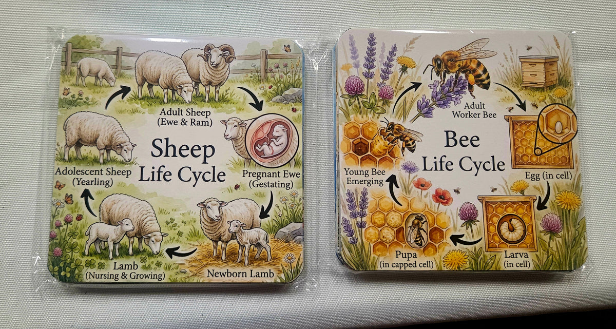 Beautiful Animal Life Cycle Cards | Nature & Science Learning Set